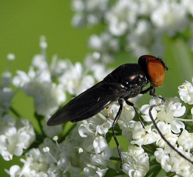 Gemeine Smaragdschwebfliege (Chrysogaster solstitialis Mai 2012 Pfalz und Elsa Nordvogesen NIKON 005