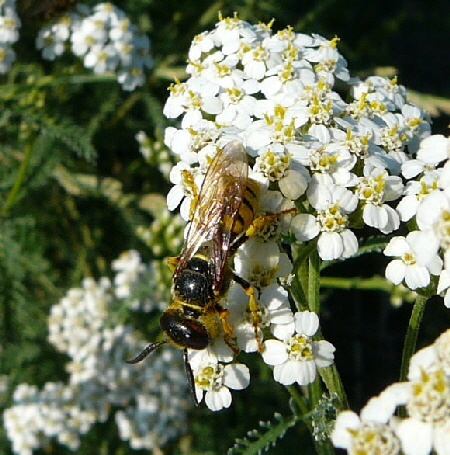 Gemeiner Bienenwolf ( Philanthus triangulum)  Juli 2010 Insekten Viernheimer Wald 142