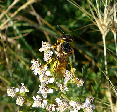 Gemeiner Bienenwolf ( Philanthus triangulum)  Juli 2010 Insekten Viernheimer Wald 144