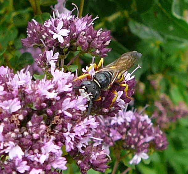 Gemeiner Bienenwolf (Philanthus triangulum) Weibchen Juli 09 Bienen Huett 028