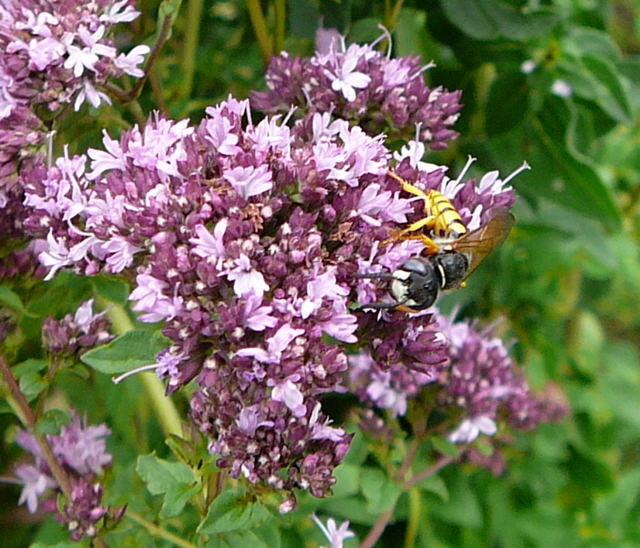 Gemeiner Bienenwolf (Philanthus triangulum) Weibchen Juli 09 Bienen Huett 029