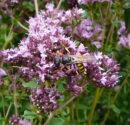 Gemeiner Bienenwolf (Philanthus triangulum) Weibchen Juli 09 Bienen Huett 030
