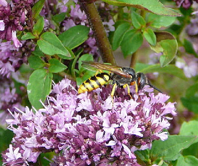 Gemeiner Bienenwolf (Philanthus triangulum) Weibchen Juli 09 Bienen Huett 066