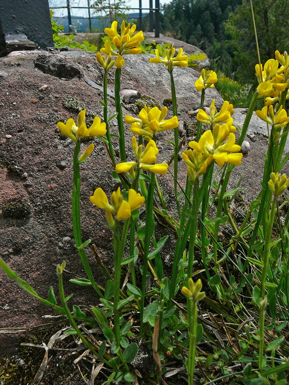 Gemeiner Flgelginster (Chamaespartium sagittale)2012-05-25 Pflzer Wald, Hinterweidenthal, Dahn, Schnau 038