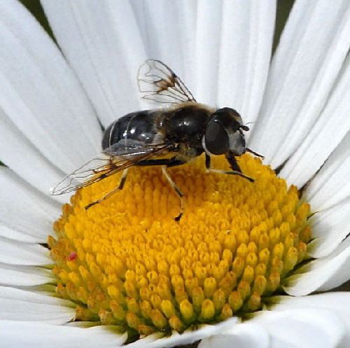 Glnzende Keilfleckschwebfliege Eristalis rupium  Urlaub 2011 9.7.2011 Allgu Alpen Fellhorn NIKON2 006a