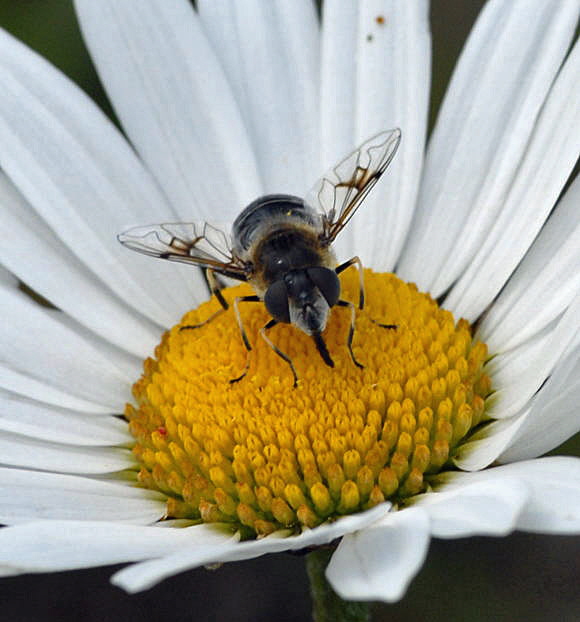 Glnzende Keilfleckschwebfliege Eristalis rupium  Urlaub 2011 9.7.2011 Allgu Alpen Fellhorn NIKON2 007a