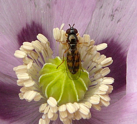 Glnzende Schwarzkopf-Schwebfliege - Melanostoma mellinum Weibchen auf Sclafmohn Juni 2010 Viernheimer Heide u. Kfertal Blumen 105a