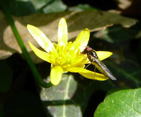 Glnzende Schwarzkopf-Schwebfliege (Melanostoma mellinum) Mnnchen April 09 Froschleich u. Insekten Htt 067