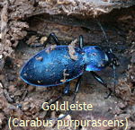 Goldleiste - Carabus purpurascens kl.