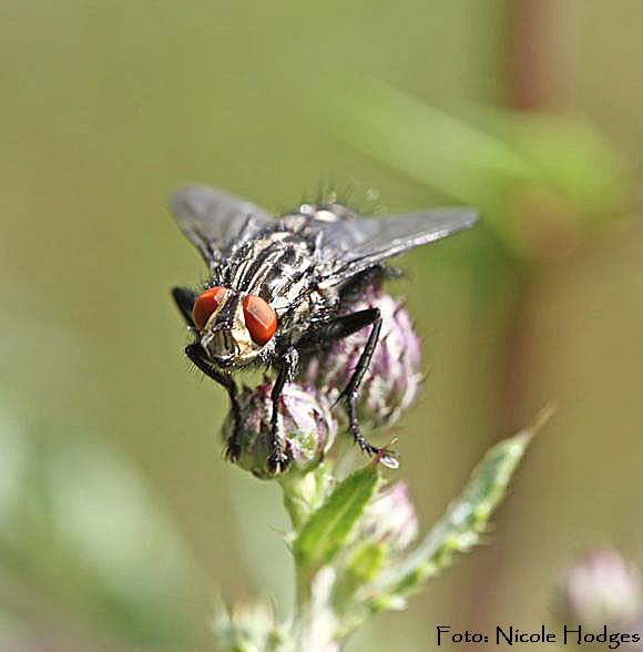 Graue Fleischfliege (Sarcophaga carnaria)e-BrachackerHttenfeldbeiKreisel-21.06.09-2-N