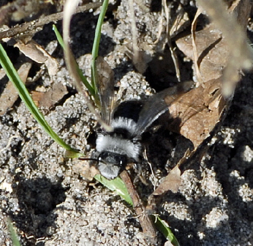 Graue Sandbiene (Andrena cineraria) Mrz 2012 Bienen FFH Reliktwald Ost NIKON 096