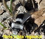 Graue Sandbiene (Andrena cineraria) kl.