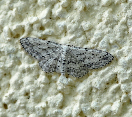 Grauer Zwergspanner (Idaea seriata) Urlaub Alpen 2012 Ammergebirge, Grasnang NIKON 269 Huettenfeld