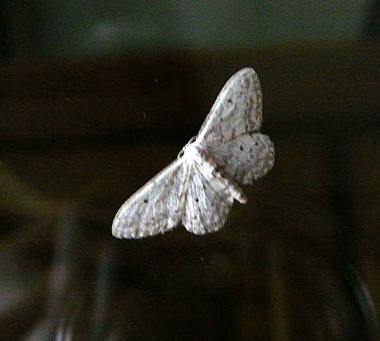 Grauer Zwergspanner Idaea seriata Mai 2008 Viernheimer Wald 100