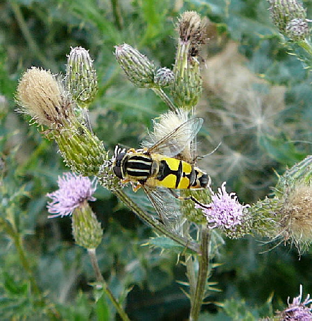 Groe Sumpfschwebfliege (Helophilus trivittatus). Aug 2009 Httenfeld Insekten 048