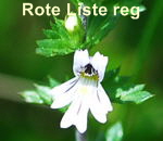 Groer Augentrost (Euphrasia officinalis ssp. rostkoviana  kl.