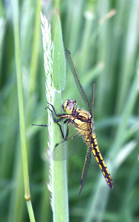 Gro�er Blaupfeil (Orthetrum cancellatum).Weibchen-H�ttenfeldRichtungLorsch.Mai 2009-2-N-
