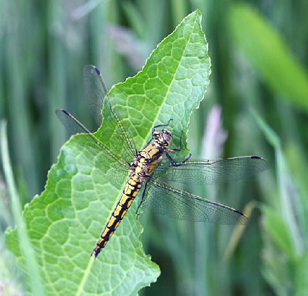 Gro�er Blaupfeil (Orthetrum cancellatum).Weibchen-H�ttenfeldRichtungLorsch-3-N-