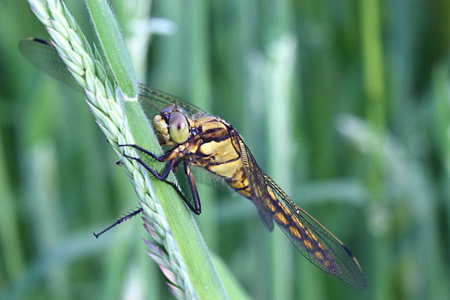 Gro�er Blaupfeil (Orthetrum cancellatum).Weibchen-H�ttenfeldRichtungLorsch-1-N-