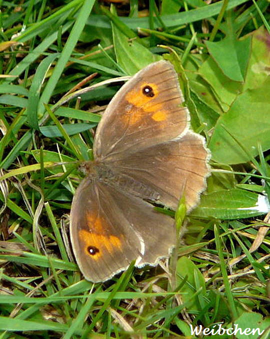 Groes Ochsenauge, Weibchen Juli 2008 Franz Hoffest Hungen Wildblumen & Schmetterlinge 098