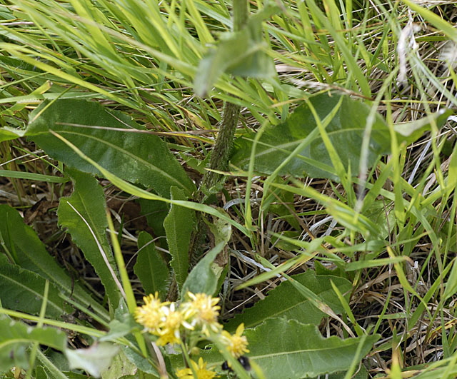 Grokpfiger Pippau (Crepis conyzifolia)  9.7.2011 Allgu Alpen Fellhorn NIKON 163
