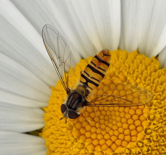 Hain-Schwebfliege Episyrphus balteatus Weibchen 9.7.2011 Allgu