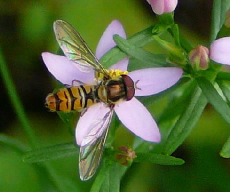 Hainschwebfliege (Mnnchen) auf  Tausengldenkraut Juni 2008 Wildblumen & Landstrasse Huett 040