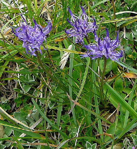 Halbkugelige Teufelskralle (Phyteuma hemisphaericum)  9.7.2011 Allgu Alpen Fellhorn 122