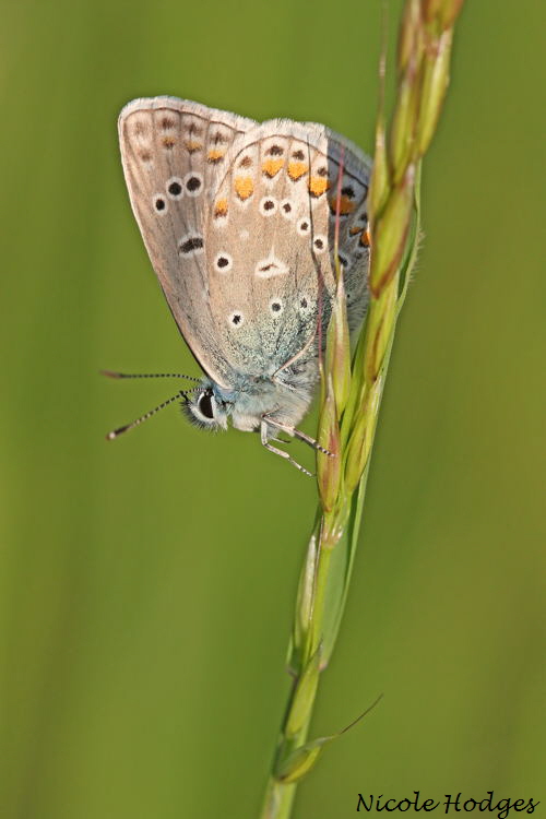 Hauhechel-Bluling neu (Polyommatus icarus)-18.05.09 Brachacker-Mlldeponie_N