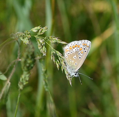 Hauhechel-Bluling neu (Polyommatus icarus) Mai 09 Schmetterlinge u. Insekten Viernheimer Heide 140