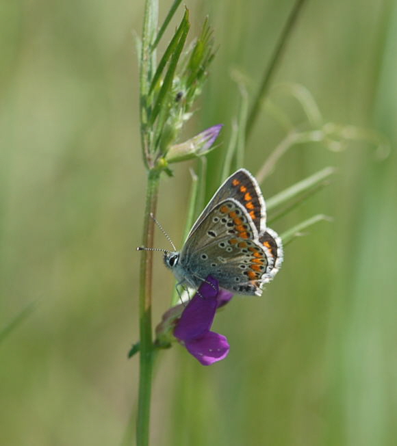 Hauhechel-Bluling neu (Polyommatus icarus) Nikon Mai 09 Schmetterlinge u. Insekten Viernheimer Heide 132