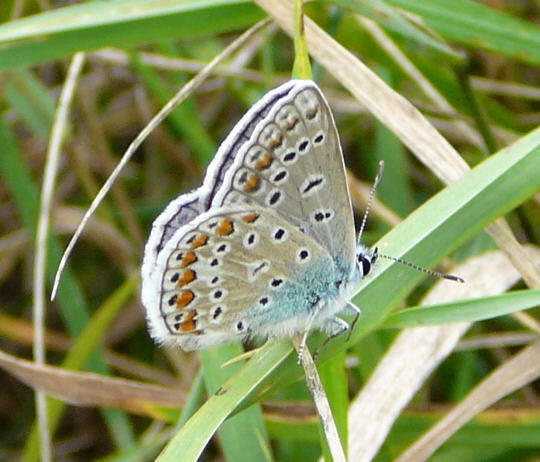 Hauhechelbluling Juli 2008 Wildblumen & Schmetterlinge Htt 096