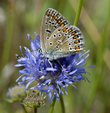 Hauhechelbluling Juni 2011 Viernheimer Wald Schmetterlinge NIKON 119