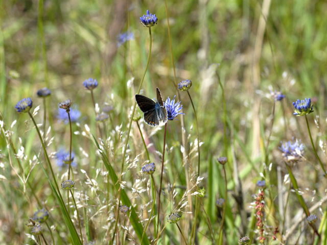 Hauhechelbluling Juni 2011 Viernheimer Wald Schmetterlinge NIKON 122