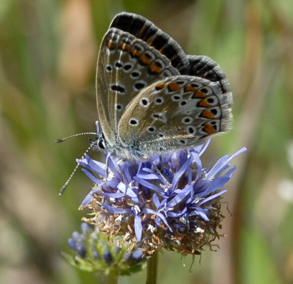 Hauhechelbluling Juni 2011 Viernheimer Wald Schmetterlinge NIKON 124