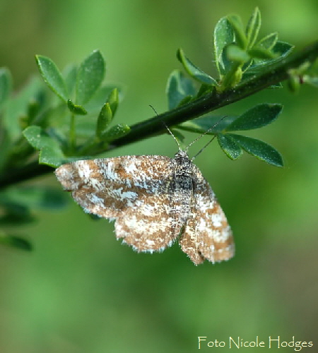 Heidespanner Ematurga atomaria  Mai 09 Wildblumen & Insekten Viernheimer Wald-Mlldeponie 027