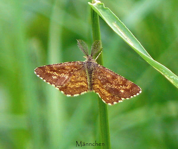 Heidespanner Mai 09 Wildblumen & Insekten Graben Hemsbach 083