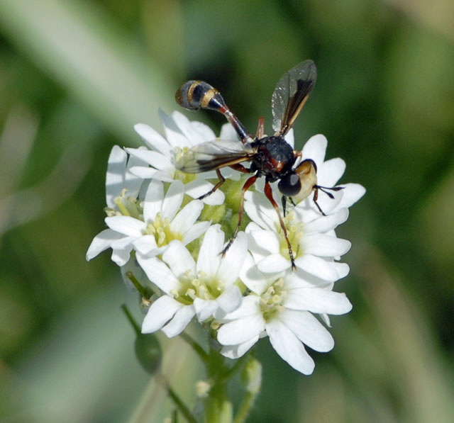 Helle Stieldickkopffliege Physocephala cf. vittata Juli 2012 FFH Wald Insekten 023