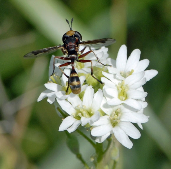 Helle Stieldickkopffliege Physocephala cf. vittata Juli 2012 FFH Wald Insekten 021