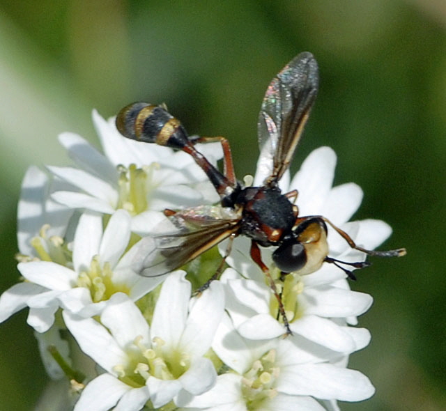 Helle Stieldickkopffliege Physocephala cf. vittata Juli 2012 FFH Wald Insekten 024