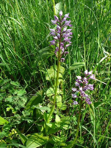 Helm-Knabenkraut (Orchis militaris) Mai 2011 Bensheim Zell und Gronau Orchideen 027