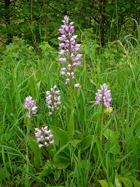 Helm-Knabenkraut  Orchis militaris 2012-05-12 Oberlaudenbach Orchideen +Insekten 084