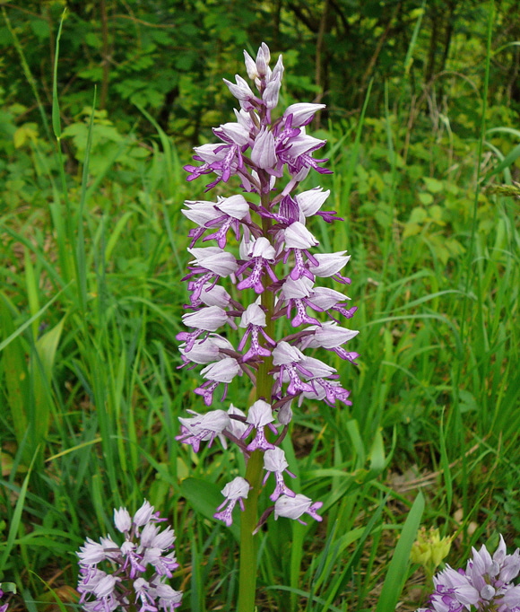 Helm-Knabenkraut  Orchis militaris 2012-05-12 Oberlaudenbach Orchideen +Insekten 085