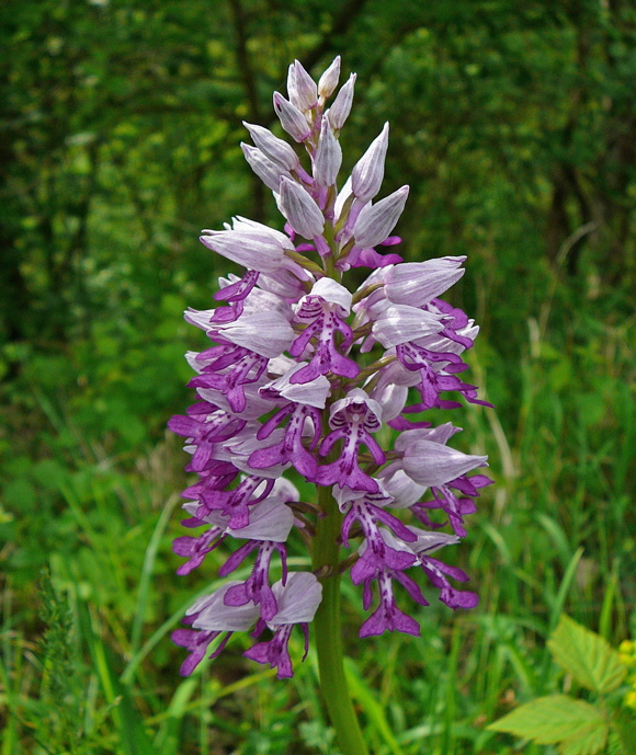 Helm-Knabenkraut  Orchis militaris 2012-05-12 Oberlaudenbach Orchideen +Insekten 086