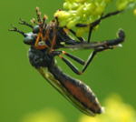 Hcker-Habichtsfliege Dioctria rufipes kl.1