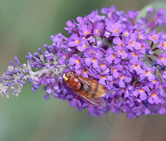 Hornissenschwebfliege Volucella zonaria Juni 2011 Oberlaudenbach Wiese Blumen u. Insekten NIKON 237