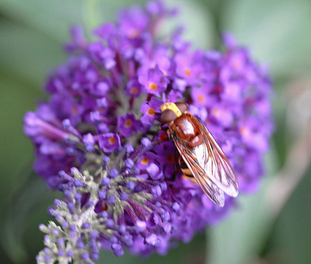 Hornissenschwebfliege Volucella zonaria Juni 2011 Oberlaudenbach Wiese Blumen u. Insekten NIKON 247