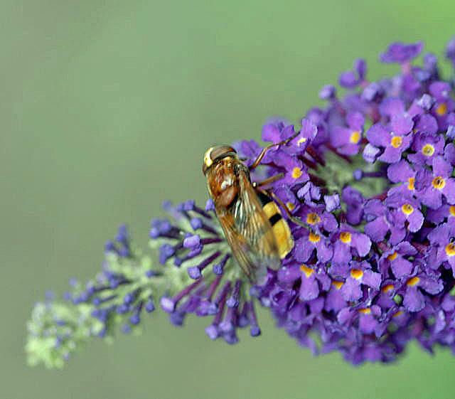 Hornissenschwebfliege Volucella zonaria Juni 2011 Oberlaudenbach Wiese Blumen u. Insekten NIKON 234