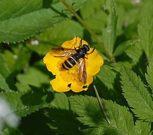 Hummel-Moderholzschwebfliege Temnostoma bombylans Juni 09 Hoher Vogelsberg... 294