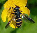 Hummel-Moderholzschwebfliege Temnostoma bombylans kl.